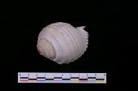 藏品(寬溝鶉螺)的圖片